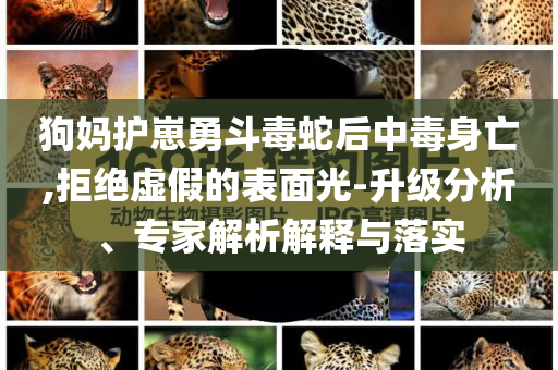 狗媽護(hù)崽勇斗毒蛇后中毒身亡,拒絕虛假的表面光-升級(jí)分析、專家解析解釋與落實(shí)
