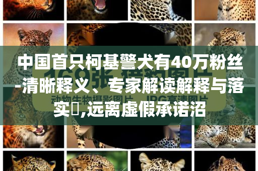 中國首只柯基警犬有40萬粉絲-清晰釋義、專家解讀解釋與落實?,遠離虛假承諾沼