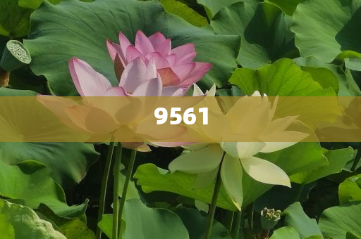 揭示:楊少華去世,留心誤導(dǎo)的假推廣雨-傳播剖析、解釋與落實(shí)